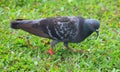 Close up of Rock Dove or Domestic Pigeon - Columba Livia - standing on Green Grass Royalty Free Stock Photo