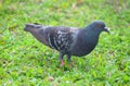 Close up of Rock Dove or Domestic Pigeon - Columba Livia - standing on Green Grass