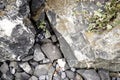 Close-up in the rock garden with granite and shell limestone gravel and limestone boulder Royalty Free Stock Photo