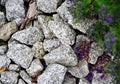 Close-up in rock garden with gravel and plant Royalty Free Stock Photo