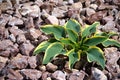 Close-up in the rock garden with gravel from red granite and a green-yellow hosta Royalty Free Stock Photo