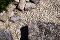 Detail of the rock garden with ornamental gravel and boulders next to delicate green plants Royalty Free Stock Photo