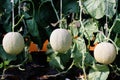 Close up rock melons or fresh green cantaloupes group hanging on tree with white string in vegetables farm