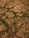 Close up of rock moss , moss texture , close up, moss stone Royalty Free Stock Photo