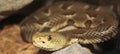 A Close Up of a Rock Rattlesnake, Crotalus lepidus Royalty Free Stock Photo