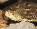 A Close Up of a Rock Rattlesnake, Crotalus lepidus Royalty Free Stock Photo