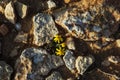 A close up of a rock with small pretty yellow flowers between rough stones Royalty Free Stock Photo