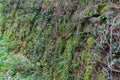 Close up of rock wall covered with moss and small plants Royalty Free Stock Photo