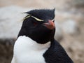 Close Up of a Rockhopper Penguin Facing Right Royalty Free Stock Photo