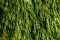 Close up of rocks full of wet green seaweed Royalty Free Stock Photo