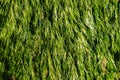 Close up of rocks full of wet green seaweed Royalty Free Stock Photo