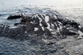 Close-up of rocky lava coast.