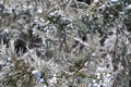 Frosted Juniper tree and berries background.