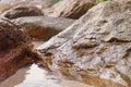 Close up of rocky shore texture background Royalty Free Stock Photo