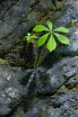 Rodgersia aesculifolia