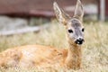 Close up of a roe deer fawn Royalty Free Stock Photo