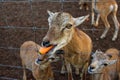 Close-up of a roe deer head behind a fence. Roe deer eating carrots