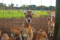Close-up of a roe deer head behind a fence. Jelgava, Latvia