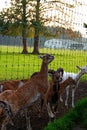 Close-up of a roe deer head behind a fence. Jelgava, Latvia