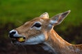 Close-up of a roe deer head behind a fence. Roe deer eating apple. Jelgava, Latvia