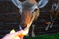 Close-up of a roe deer head behind a fence. Roe deer eating apple. Jelgava, Latvia