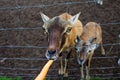 Close-up of a roe deer head behind a fence. Roe deer eating carrots. Jelgava, Latvia