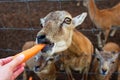 Close-up of a roe deer head behind a fence. Roe deer eating carrots. Jelgava, Latvia