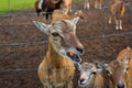 Close-up of a roe deer head behind a fence. Roe deer eating carrots. Jelgava, Latvia