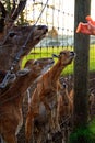 Close-up of a roe deer head behind a fence. Roe deer eating carrots. Jelgava, Latvia