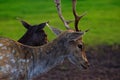 Close-up of a roe deer head in summer on a farm in Jelgava, Latvia