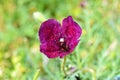 Roemeria hybrida flower in wild