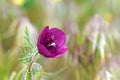 Roemeria hybrida flower in wild Royalty Free Stock Photo