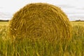 Close-up of a rolled bale of hay