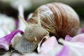 Close-up of a Roman snail eating a petal