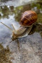 Close-up of a Roman snail, Helix pomatia, Burgundy snail, edible snail or escargot Royalty Free Stock Photo