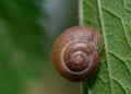 Close-up of Roman snail shell on the back of the leaf Royalty Free Stock Photo