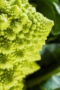 Close up on romanesco cauliflower