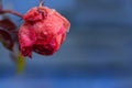 Close-up of a romantic withered and frozen rose against a blue background with space for text Royalty Free Stock Photo