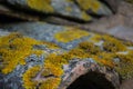 Close-up of roof tiles covered with yellow and gray lichen. Old tiles with lichen moss. Rough structure background