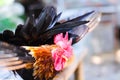 Rooster bantam with red crest patterns animal nature background