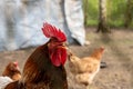 Close up of rooster with beak open behind metal fence in chicken enclosure Royalty Free Stock Photo