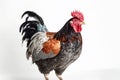 Close-up of a rooster bird on a white background