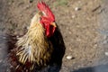 A close up of a rooster hen coq chicken fowl bird poultry in the sunlight on a dirt mud field.