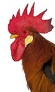 Close up of Rooster Leghorn