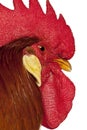 Close up of Rooster Leghorn, in front of white background Royalty Free Stock Photo