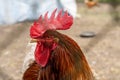 Close up of rooster looking through gap behind metal fence in chicken enclosure Royalty Free Stock Photo