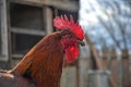 Close up of rooster on traditional rural farm yard Royalty Free Stock Photo