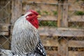 Close up of rooster on the traditional rural farmyard