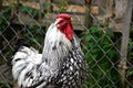 Close up of rooster on the traditional rural farmyard