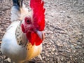 close-up of a rooster with white feathers looking at the camera Royalty Free Stock Photo